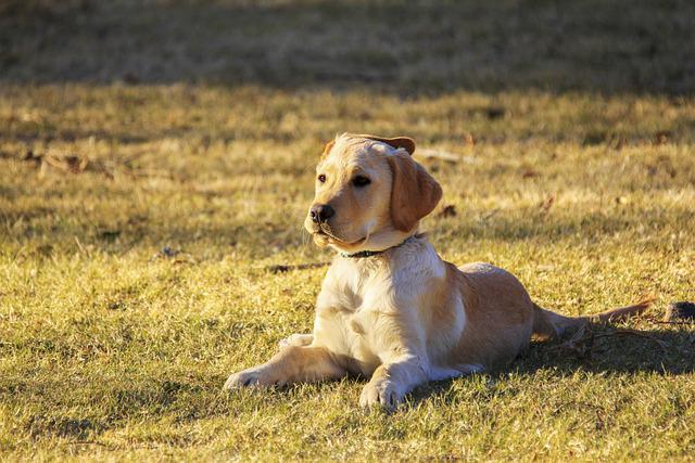 The Basics Of Potty Training Your New Dog