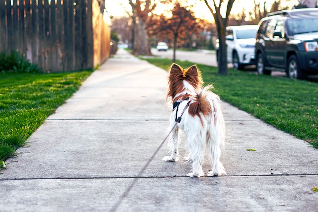 Dogs Are Eager To Please, So Training Is Intuitive!