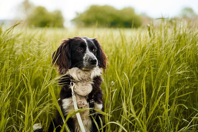 How To Train A Dog Like A Professional Dog Trainer