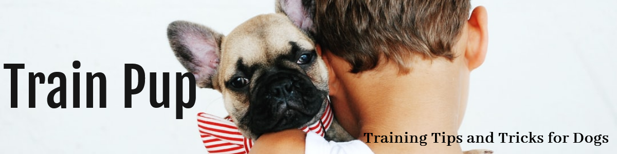 Train Your Puppy