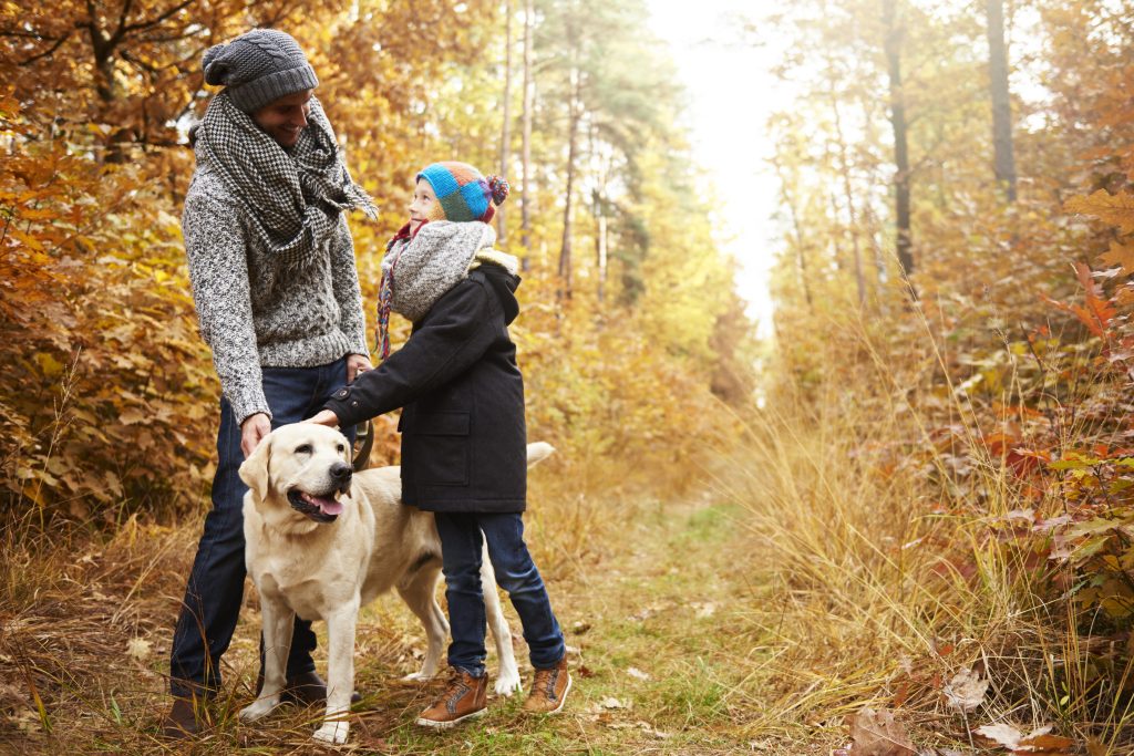 Things To Consider When Training Your Puppy