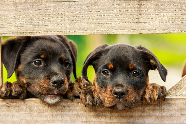 Common Mistakes to Avoid When Training Your New Puppy