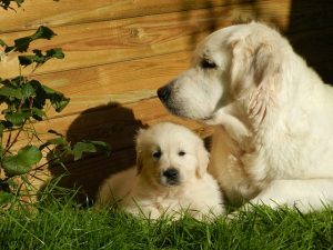 how to get the kids involved in training the new dog