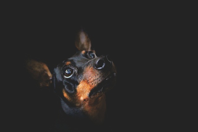 Are there any recommended puppy training systems for young dogs?