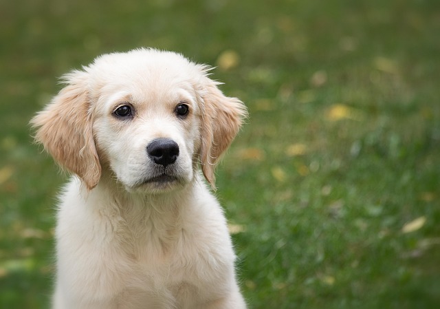 What is The Best Way to Train My Pup?