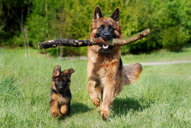 10 Essential Tips for Successful Puppy Training