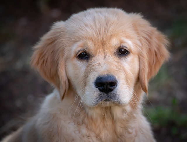 How can I stop my puppy from biting?