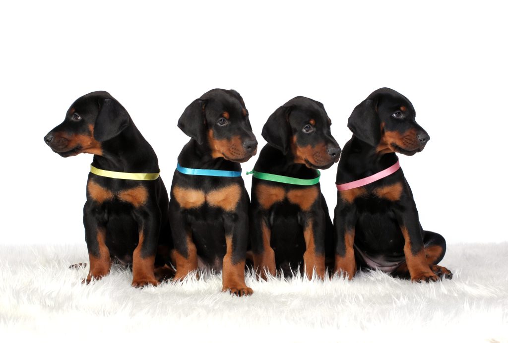 Cracking the Code: Discover Why Your Puppy Isn’t Listening and How to Fix It Today!