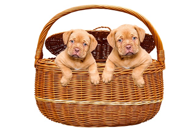 Great Guide On How To Train Your Dog