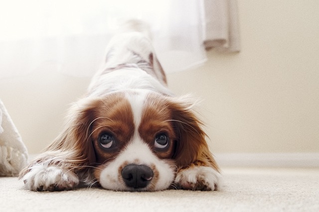 Show Your Dog Who's Boss With These Great Tips 2 show your dog whos boss with these great tips