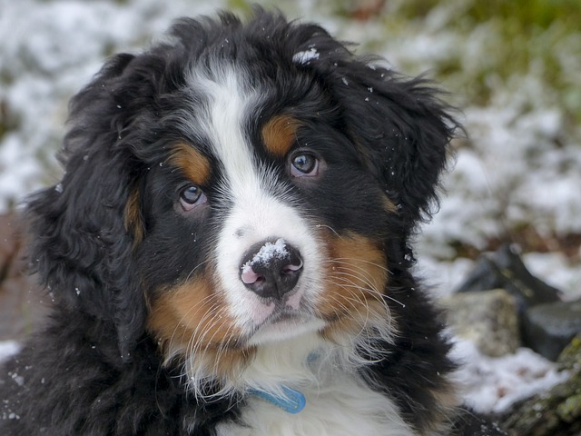 The Ultimate Puppy Training Tips You Need To Know