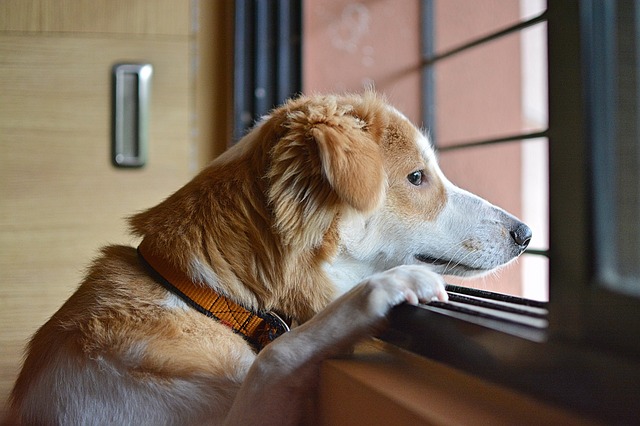 Training For Dogs, The Best Tips From The Best Trainers