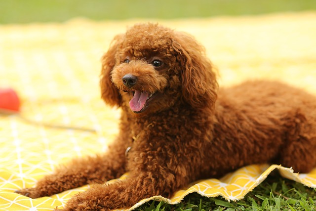 Does Your Dog Misbehave? Try These Training Tips! 2 does your dog misbehave try these training tips