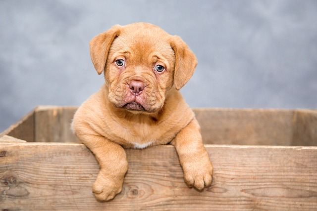 Easy Ways To Effectively Train Your Dog 2 easy ways to effectively train your dog