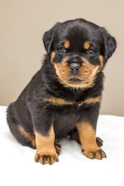 Effective Training Your Dog Makes A Happier Dog 2 effective training your dog makes a happier dog
