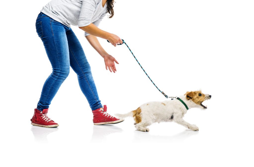 How Many Days Per Week Should you Train your Dog? And Other FAQs About Dog Training