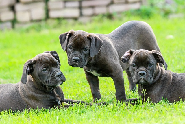 Help Your Dog With These Training Tips 2 help your dog with these training tips