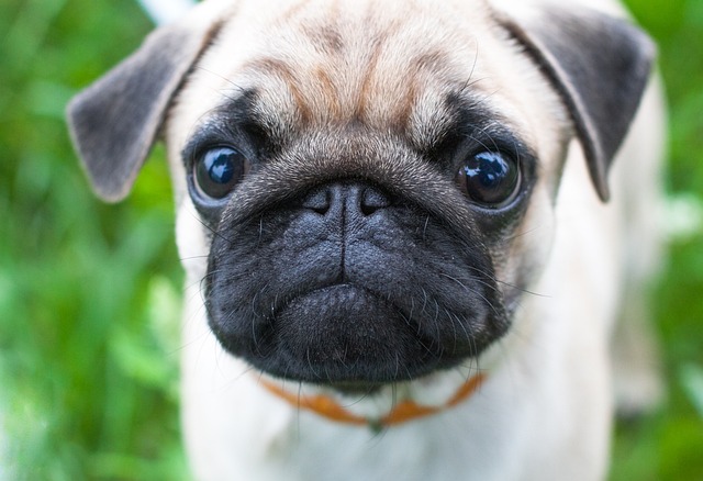 Tips To Have The Best Behaved Dog On The Block!
