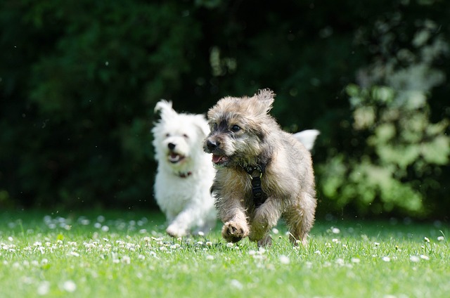 Top Puppy Training Tips For Every Dog