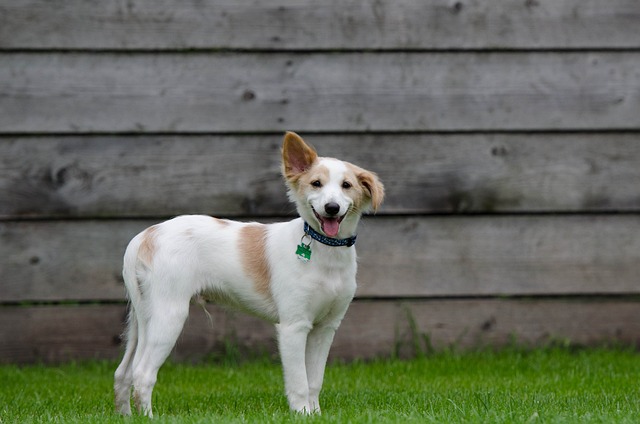 Train Your Wild Pup In No Time Flat