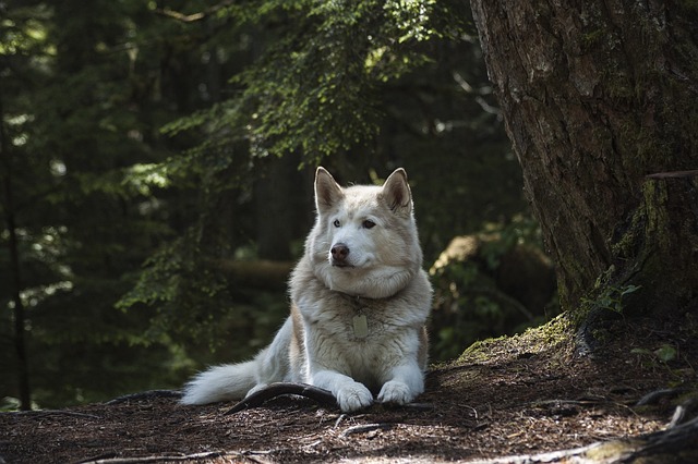 Training Your Dog Made Easy With These Tips