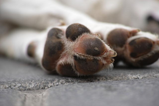 Various Methods You Can Use To Train Your Dog