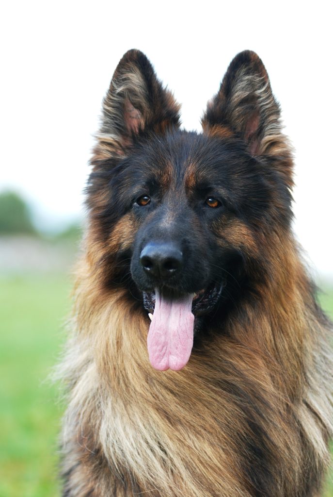 5 Common Mistakes People Make When Potty Training Their Dogs (And How to Avoid Them overview