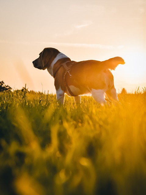 Every Dog Needs To Be Trained Properly 2 every dog needs to be trained properly