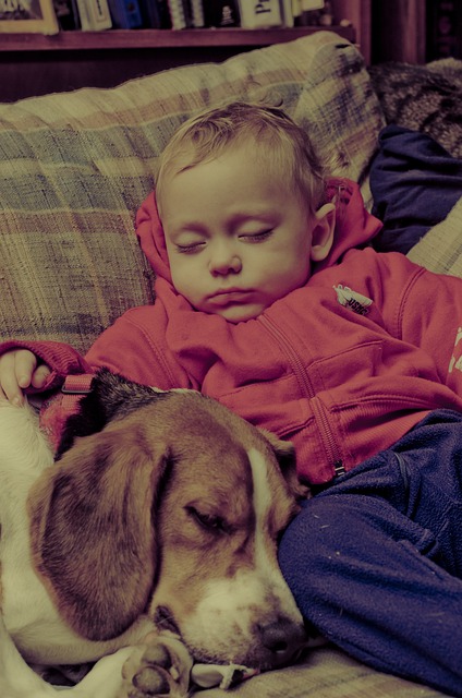 Get Your Dog Trained In No Time With These Great Tips!