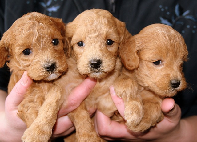 The Most Important Aspects Of Puppy Training 2 the most important aspects of puppy training