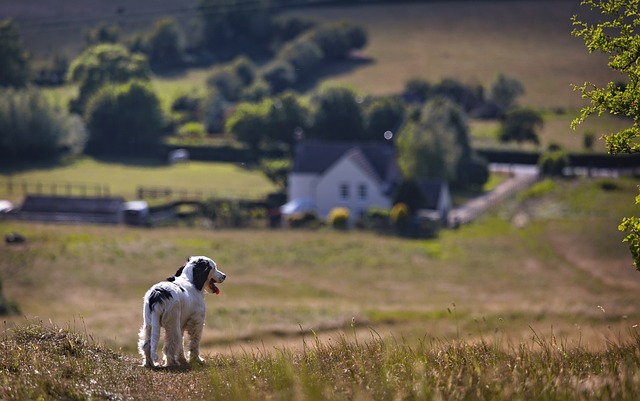 The Right Way To Train Your Pup