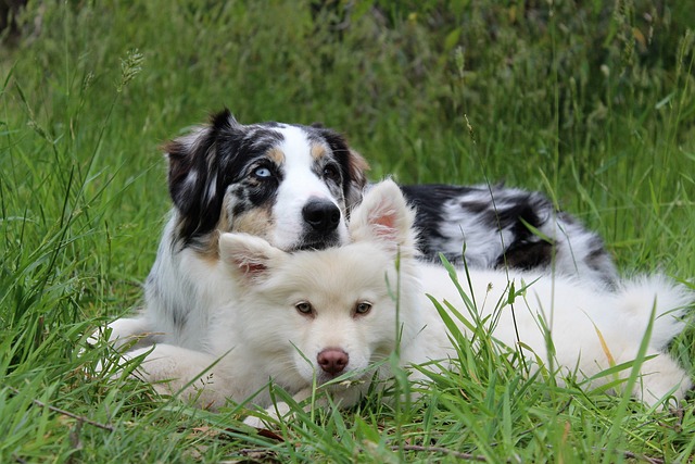 Training Your Dog Can Be Fun For You And Him