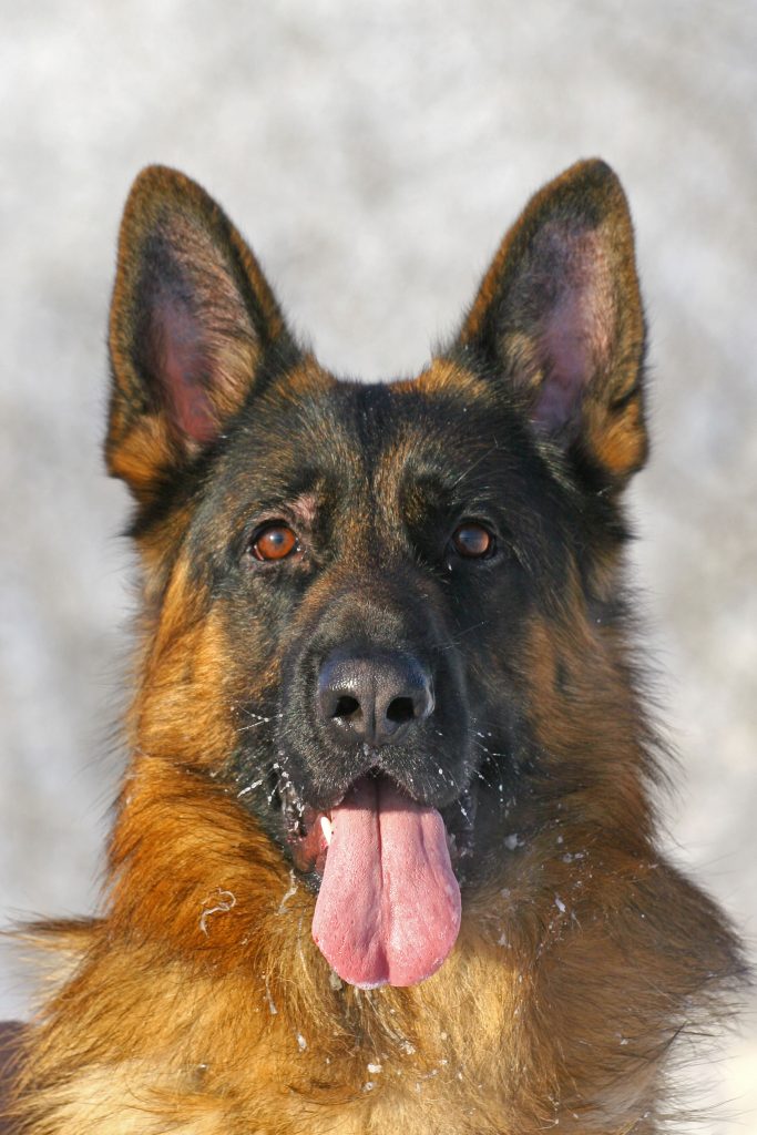 Why Positive Reinforcement is the top way to Train Your Puppy (and How You Can Get Started Today