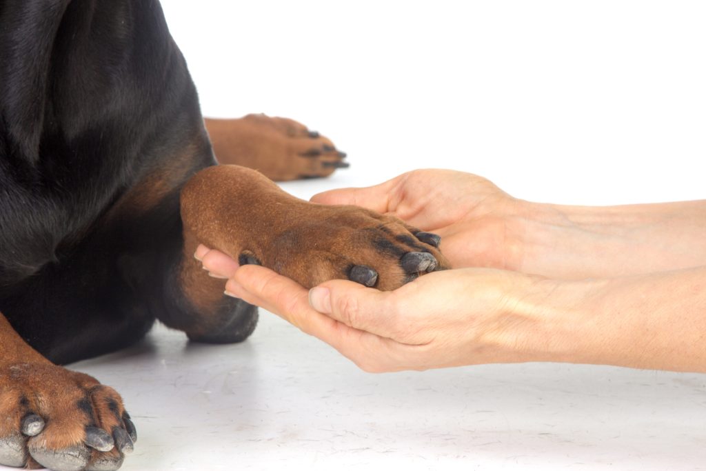 5 Common Mistakes People Make When Potty Training Their Dogs (And How to Avoid Them overview