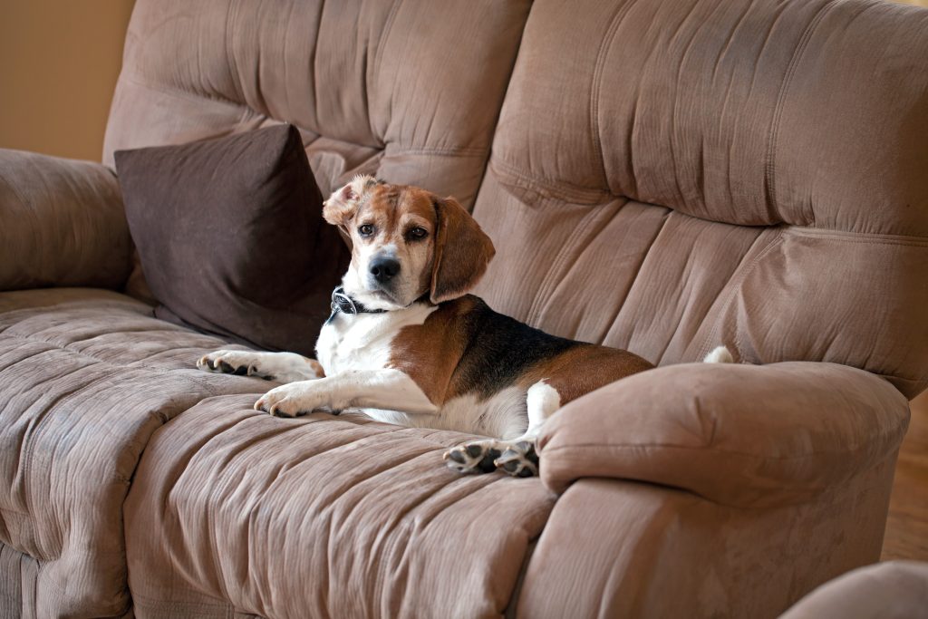 From Chewing Furniture to Jumping on People: How to Correct Bad Behavior in Your Puppy explained