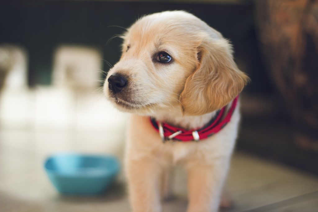 How To Leash Train A Puppy?