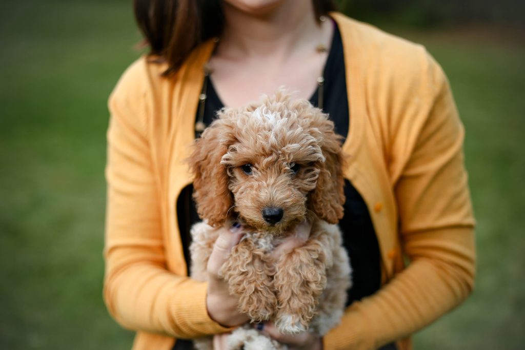 How To Potty Train A Puppy?