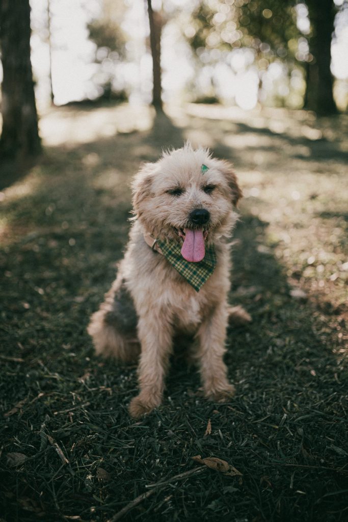 How To Stop A Puppy From Digging In The Yard?