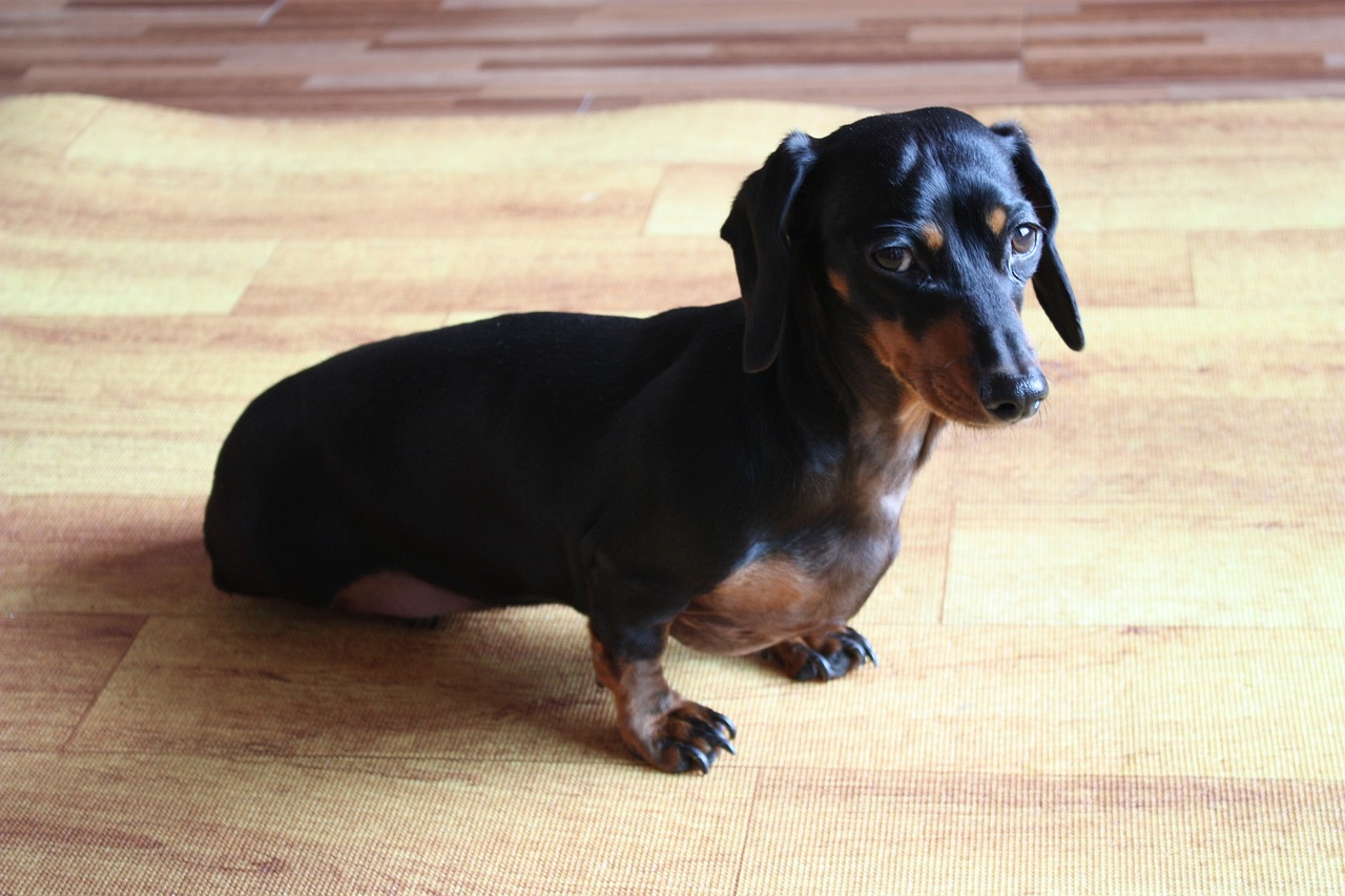 How much exercise does a puppy need each day