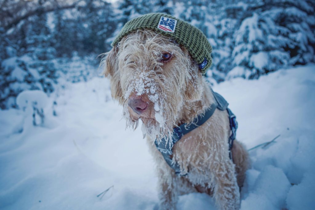 How To Train A Puppy To Be Obedient Off-leash?