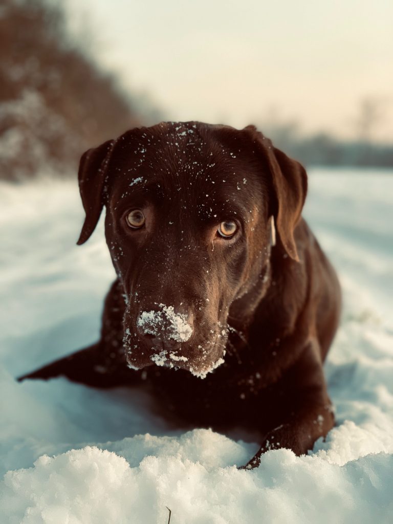 How To Train A Puppy To Be Obedient Off-leash?