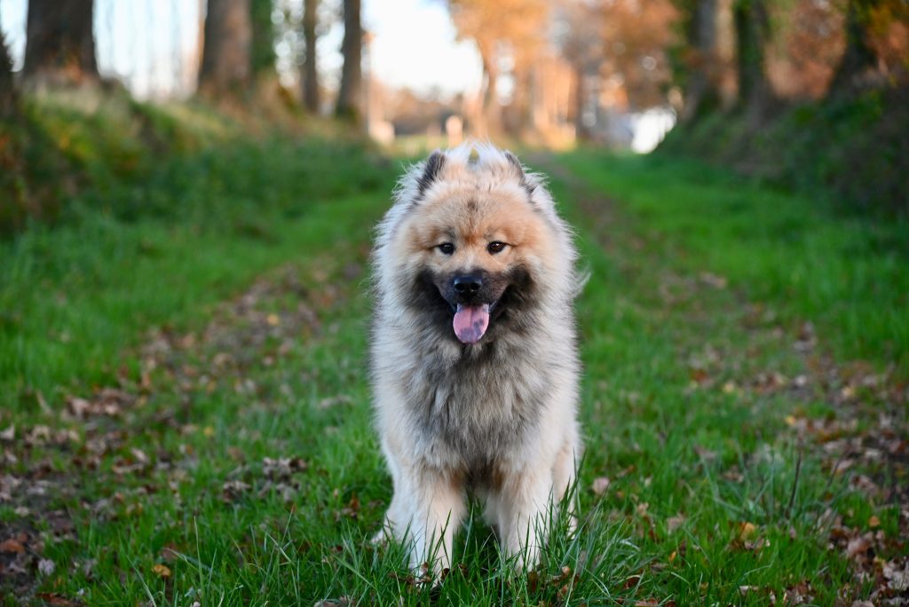 How To Train A Puppy To Be Obedient Off-leash?