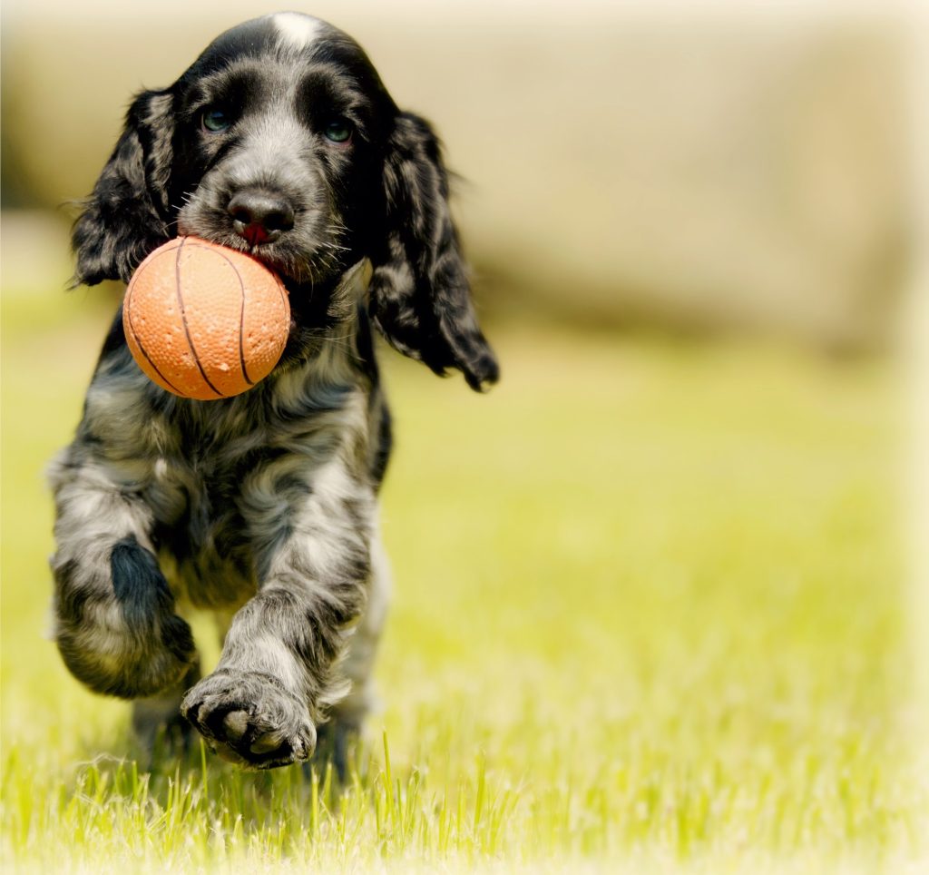 Puppy Training: How to Housebreak Your Puppy in Just 7 Days!     Paperback – October 1, 2015