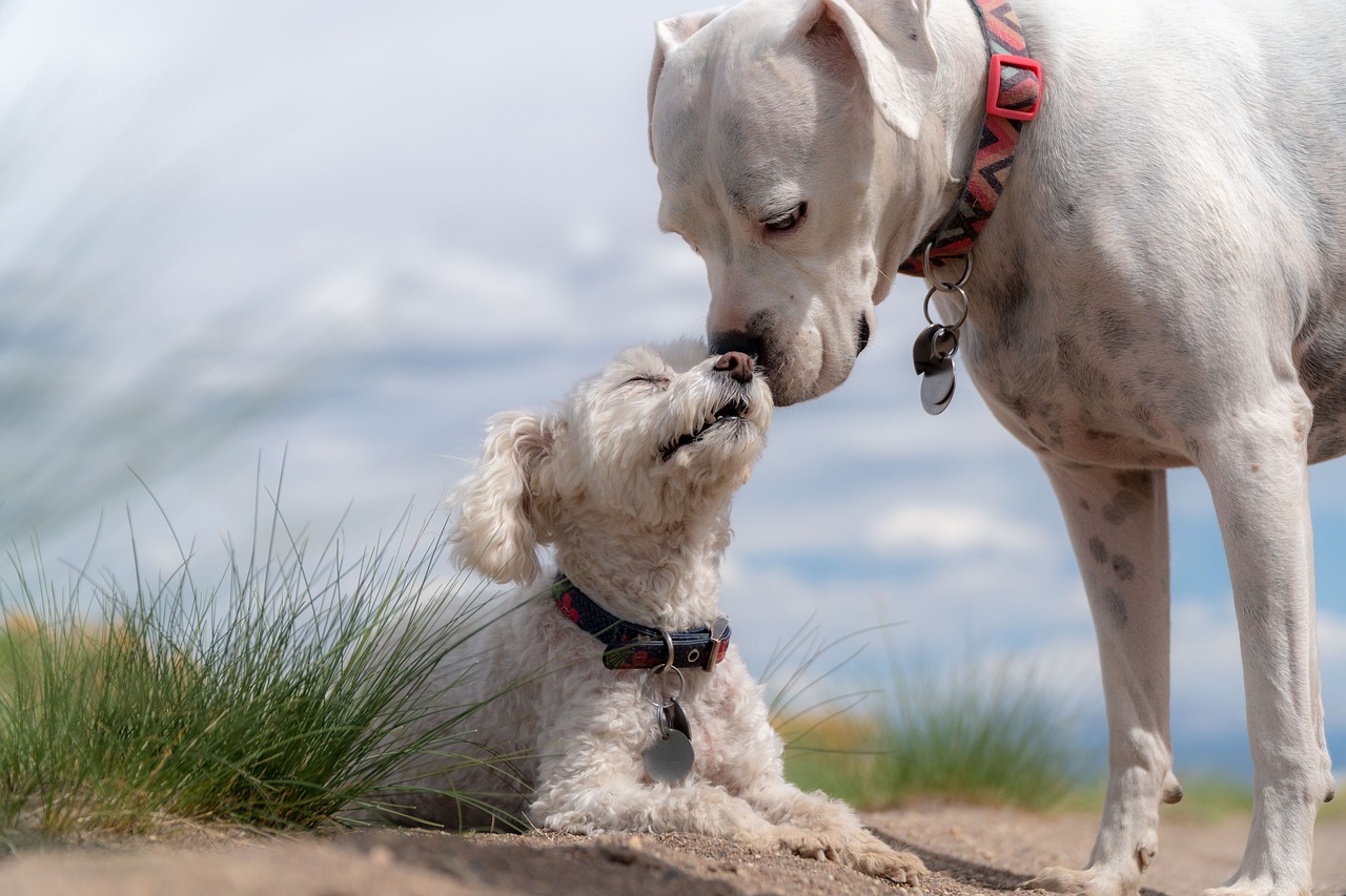 Puppy socialization with other dogs