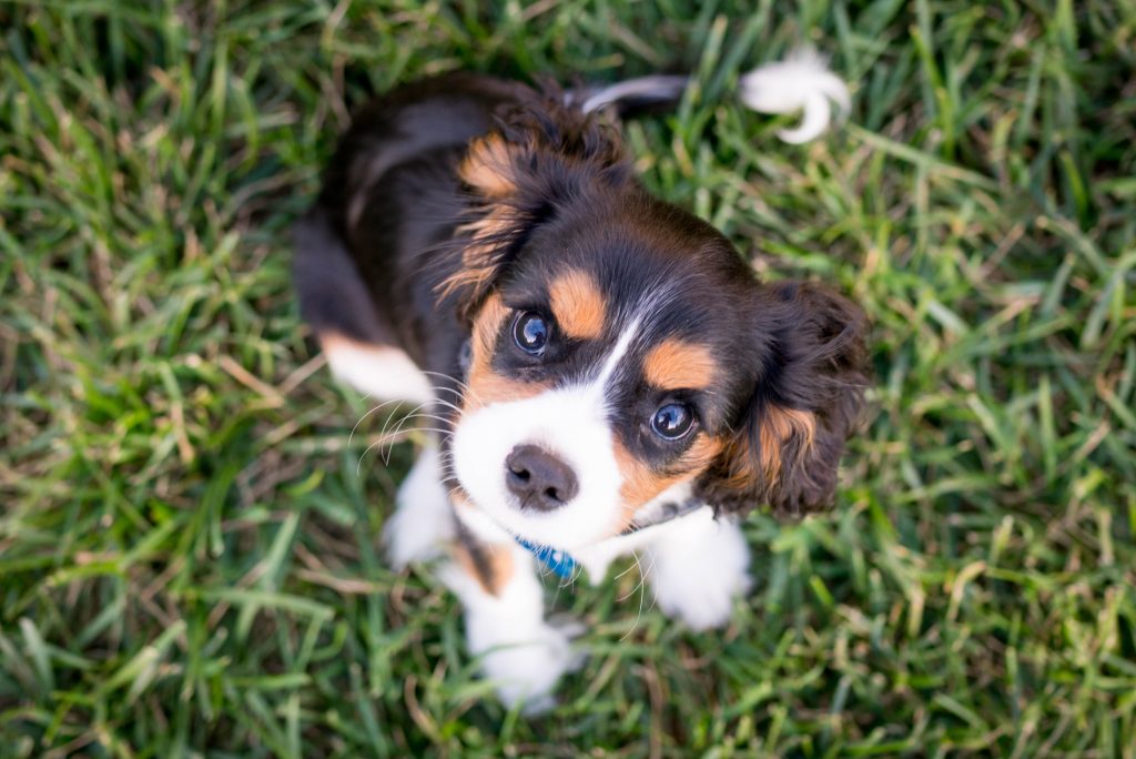 How To Socialize A Puppy With Other Dogs?