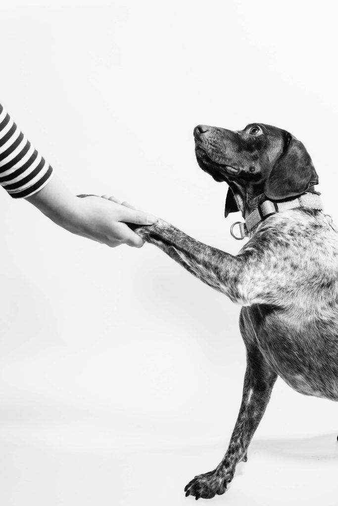 How To Stop A Puppy From Chewing Furniture?