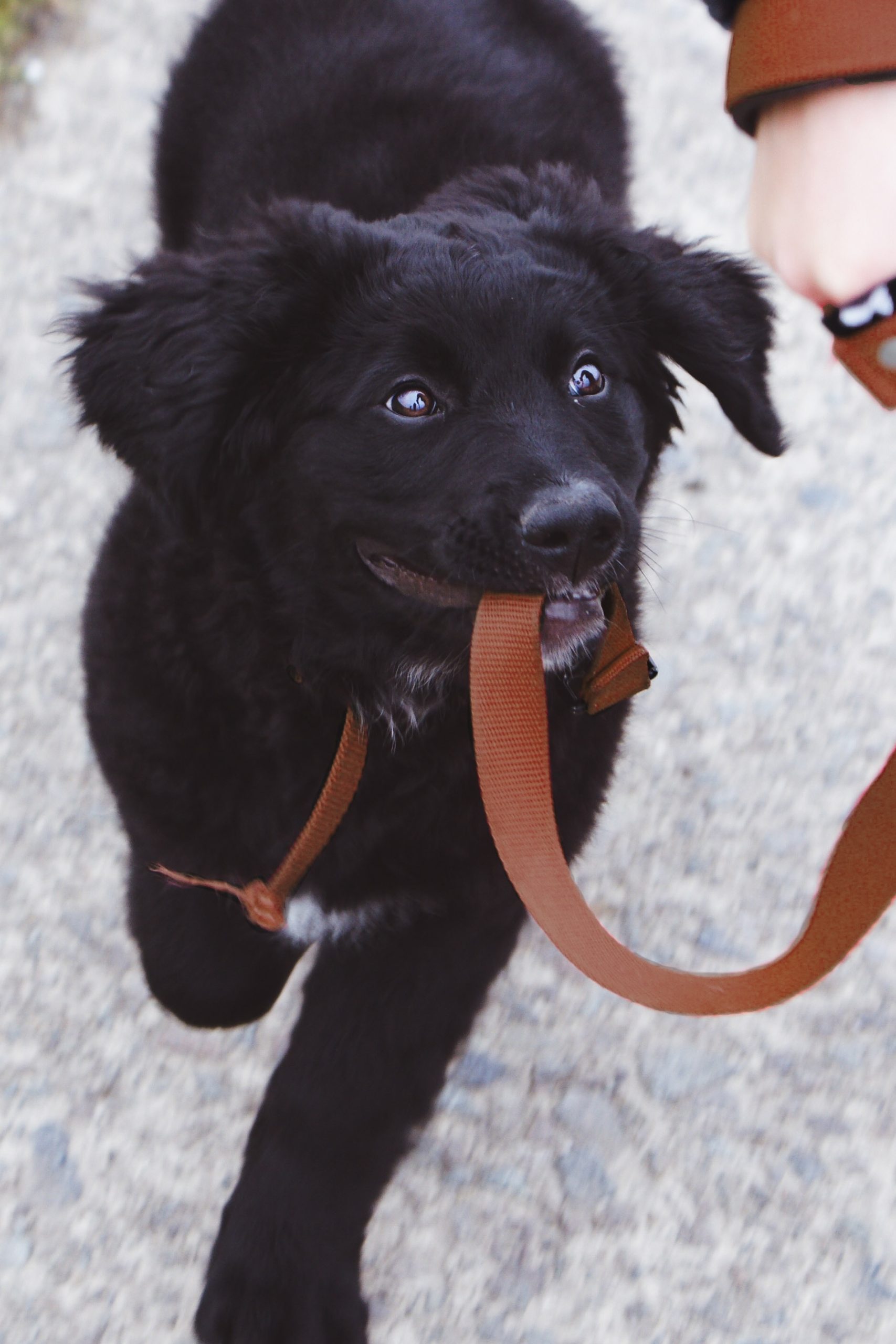 Puppy training on a leash