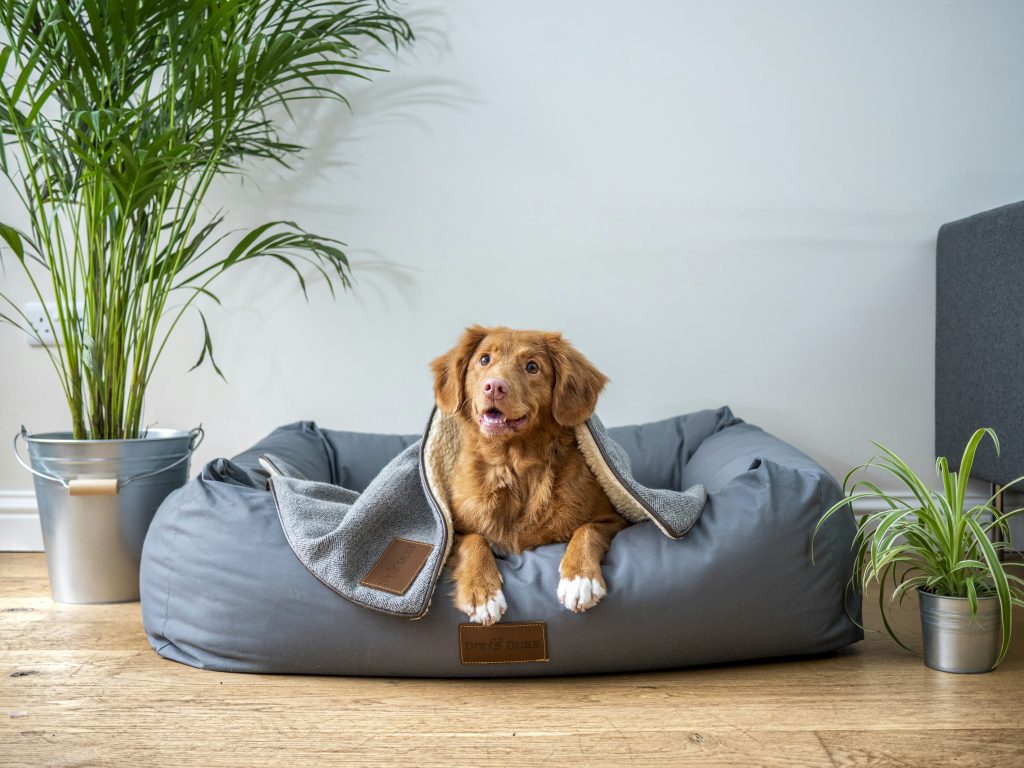 How To Teach A Puppy To Stay?