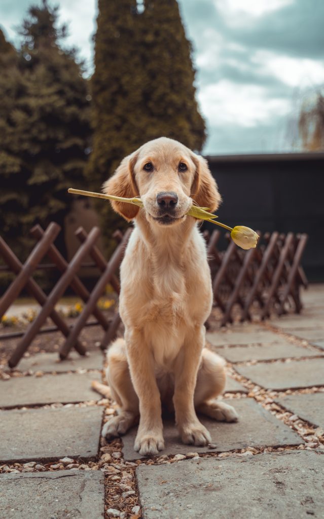 How To Train A Deaf Puppy?