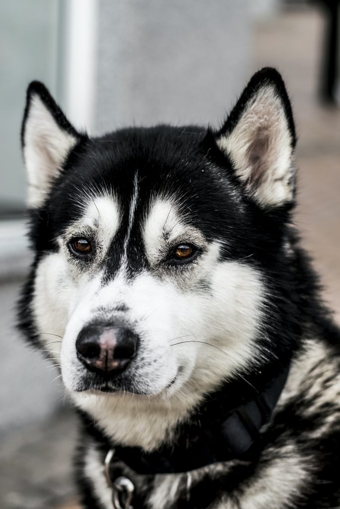 How To Train A Deaf Puppy?